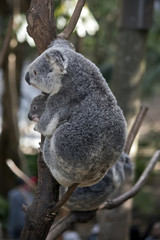 Naklejka premium koala z joeyem