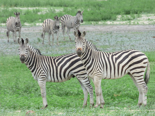 Fototapeta na wymiar African zebras in natural habitat