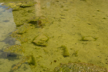 green algae