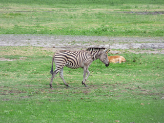 Fototapeta na wymiar African zebras in natural habitat