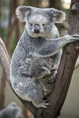 Crédence de cuisine en verre imprimé Koala koala with joey