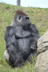 Western lowland gorilla