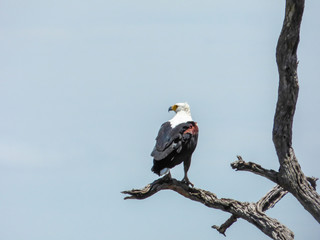 African fish eagle (Haliaeetus vocifer), Botswana