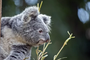 Zelfklevend Fotobehang joey koala © susan flashman