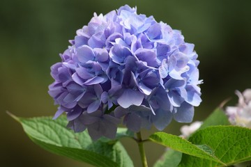 hydrangea