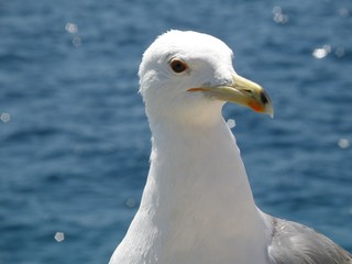 Seagull