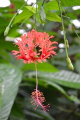 Exotic Flower