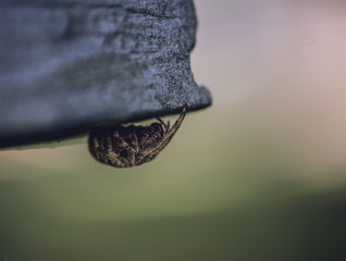 Hairy spider lurking under a park bench