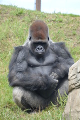 Western lowland gorilla