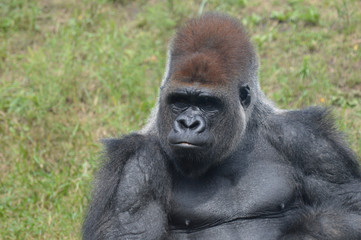 Western lowland gorilla
