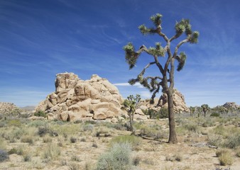 Joshua Tree National park