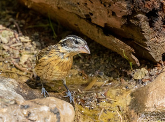 Black-headed grosbeak at Capulin Spring in Cibola National Forest, Sandia Mountains, New Mexico