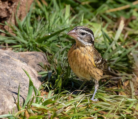 Black-headed grosbeak at Capulin Spring in Cibola National Forest, Sandia Mountains, New Mexico