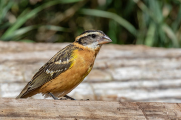 Black-headed grosbeak at Capulin Spring in Cibola National Forest, Sandia Mountains, New Mexico