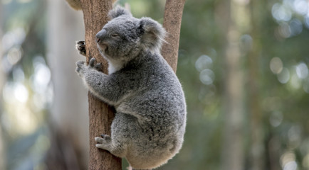 joey koala