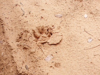 Animal footprint in sand, Botswana