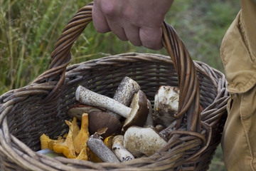 Autumn time. Mushroom picking season