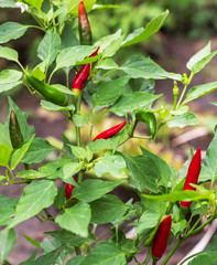  green bush in the fruits of red chilli pepper