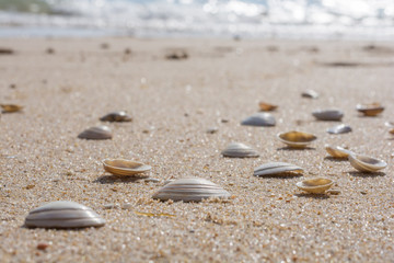 Fototapeta na wymiar Zahlreiche Muscheln an feinsandigem Strand