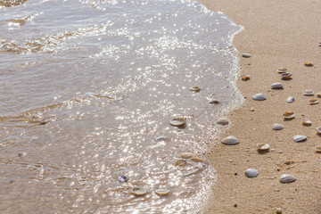 Strand mit Brandung und vielen Muscheln