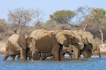 Herd of elephants drinking and bathing, Etosha National Park, Namibia