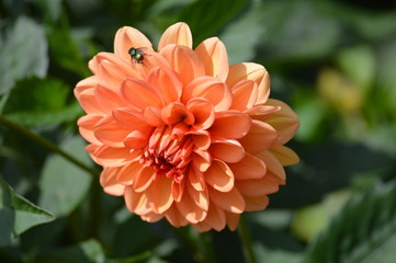 Dahlia flower in the garden