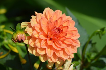 Dahlia flower in the garden