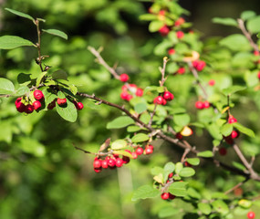 Ripe bright Rowan berries on a tree in September