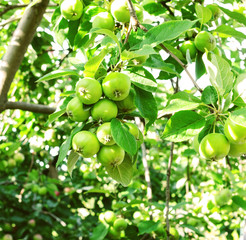 Green apples on a branch under the sun.