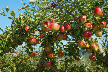 Apple orchard