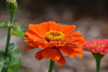 Zinnia flowers in the garden