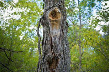 The trunk of a dry tree on a sunny day in the Dallas park