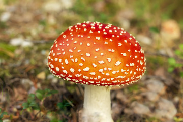 Amanita, with a red-spotted hat in the forest