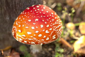Amanita, with a red-spotted hat in the forest