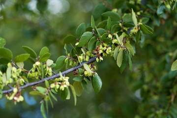 Seeds on a tree branch on a sunny day in Dallas Park
