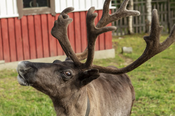 Reindeer, with fluffy, velvet horns.