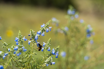 The bee collects nectar on flowers on a sunny day in the Dallas park