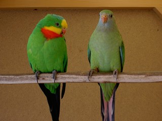 Obraz premium Parrots superb male and female on perch 