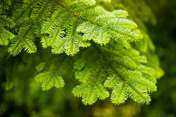 light green Christmas tree leaves