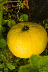 large yellow pumpkin