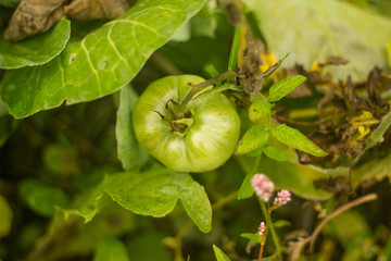 green tomato on a bush