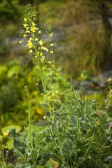 green blooming broccoli