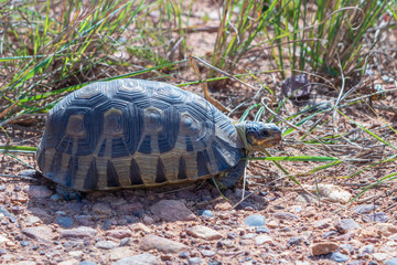 Angulate Tortoise