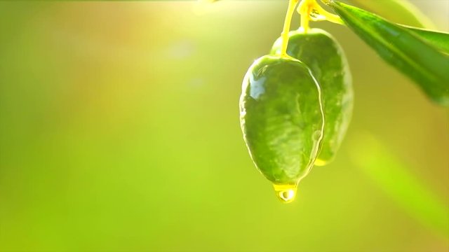 Olive Oil drop on growing green olive. Olive tree in a garden. Slow motion 4K UHD video 3840x2160