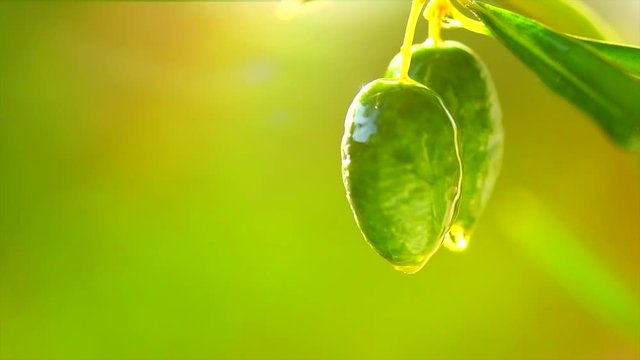 Olive Oil drop on growing green olive. Olive tree in a garden. Slow motion 4K UHD video 3840x2160