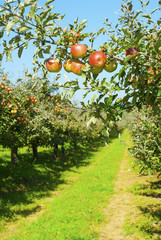 Apple orchard