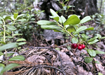 bushes cowberry growing in the forest