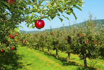 Apple orchard