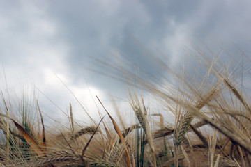 Fototapeta premium wheat field