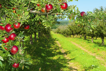 Apple orchard